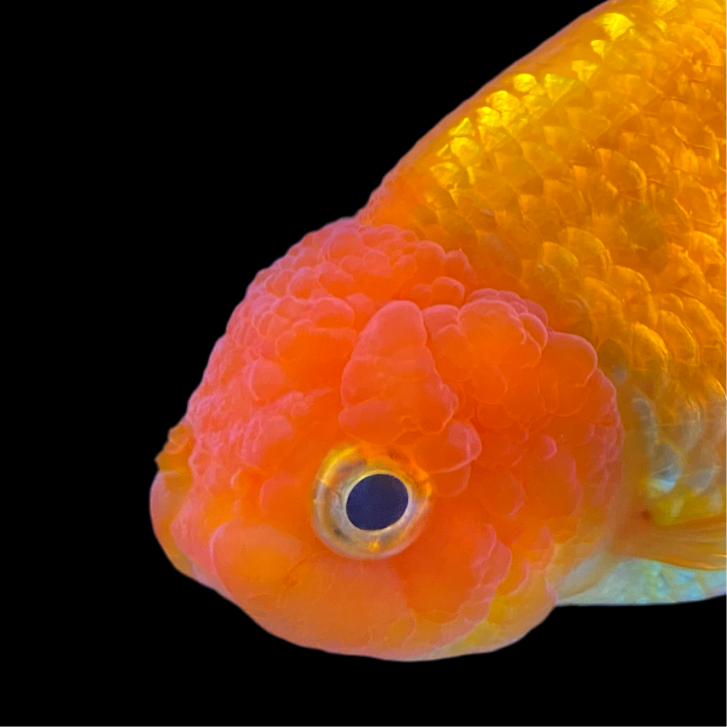 Ranchu Orange