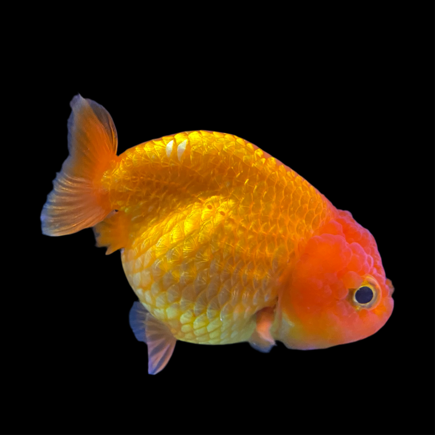 Ranchu Orange
