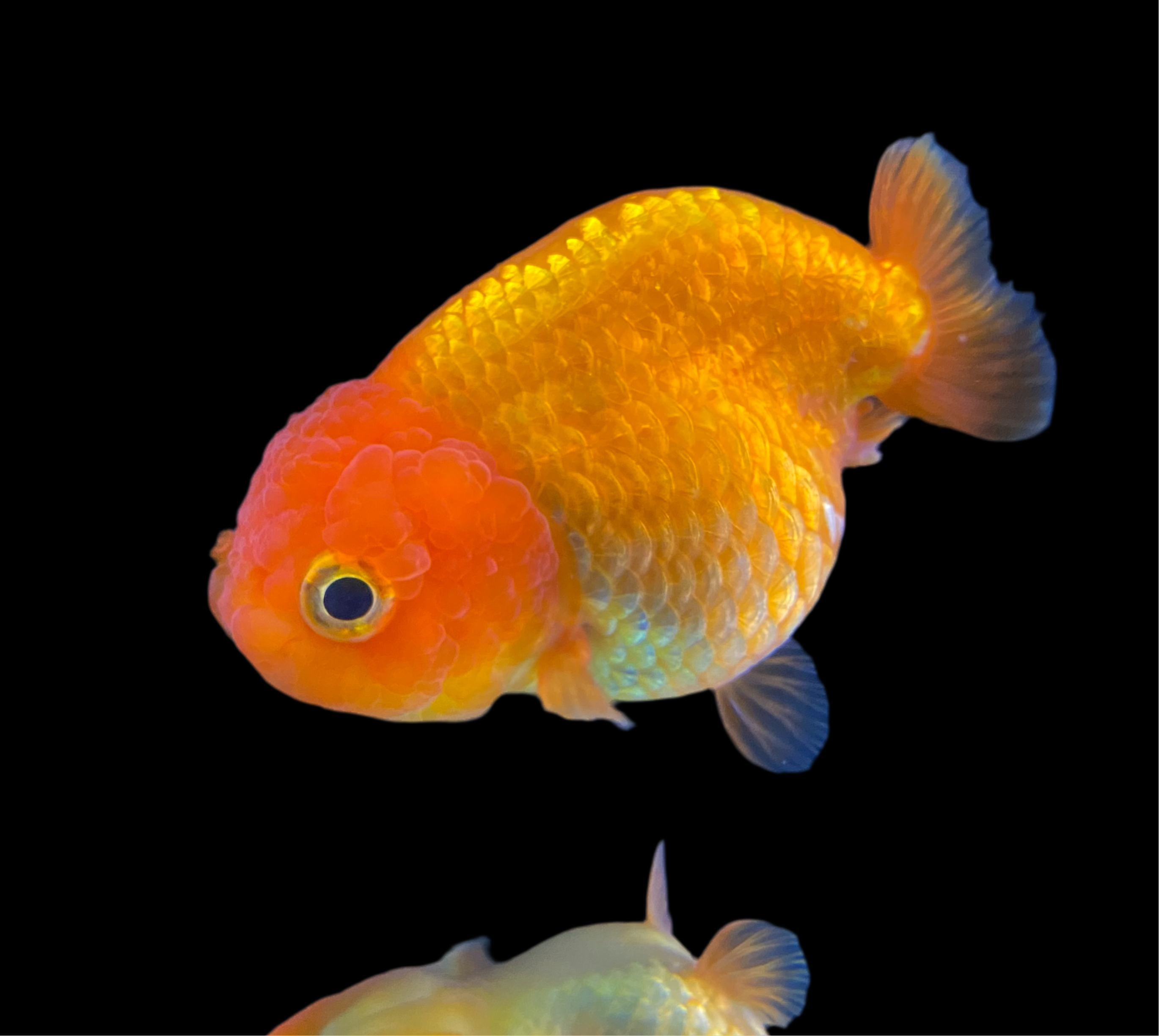 Orange Rachu Premium Goldfish Canada Best Quality Ranchu & Oranda in Canada Online